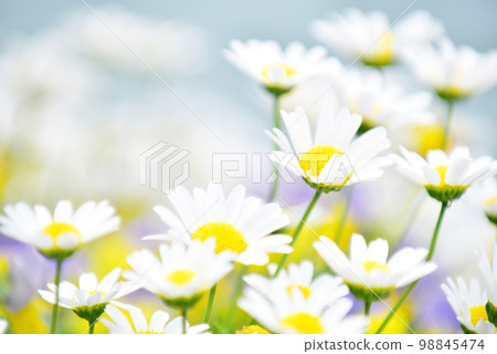 girly flower garden girly flower garden 98845474