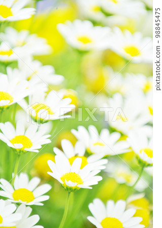 girly flower garden girly flower garden 98845475