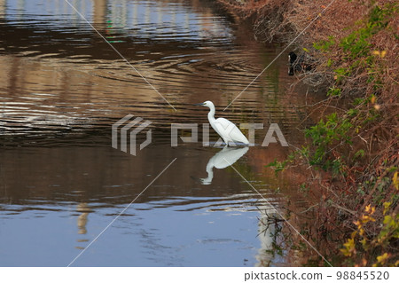 Ao-sama that aims at fish 98845520