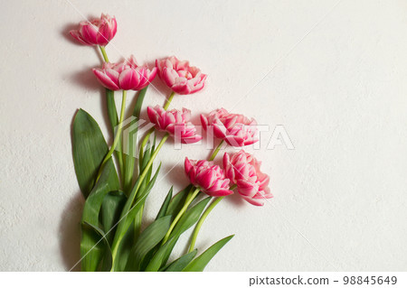 Beautiful terry tulips of pink color Beautiful terry tulips of pink color 98845649