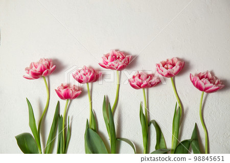 tulips lie in a row tulips lie in a row 98845651