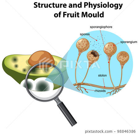 Structure and Physiology of avocado mold Structure and Physiology of avocado mold 98846386