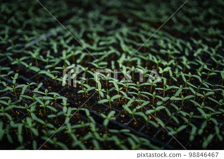 Flower seedlings in the greenhouse Flower seedlings in the greenhouse 98846467