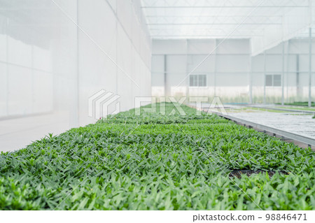 Flower seedlings in the greenhouse Flower seedlings in the greenhouse 98846471