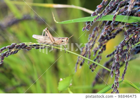 A grasshopper perched on a black ear of ancient rice growing on the rice terraces of Yuzu no Sato Moroyama Town. 98846475