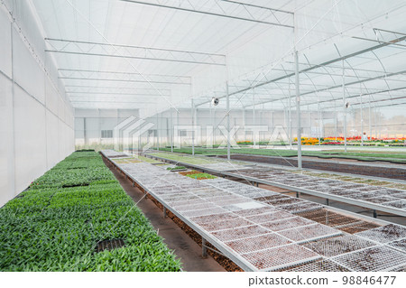 Flower seedlings in the greenhouse 98846477