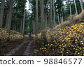 Mitsumata flowers blooming on the forest road 98846577