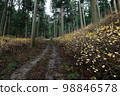 Mitsumata flowers blooming on the forest road 98846578
