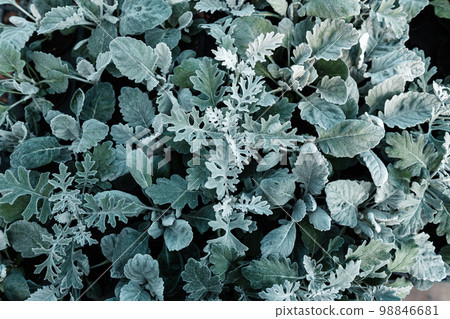 early spring leaf background early spring leaf background 98846681