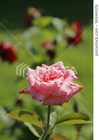 Arao City Ominous Citizen Flower Bed Rose Flower, 98846926