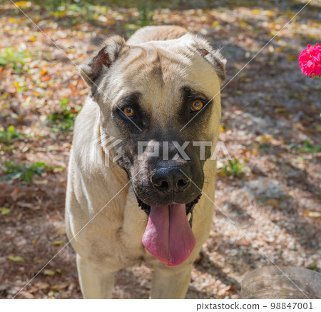 Central Asian Shepherd dog on a hot sunny day in the courtyard of the house Central Asian Shepherd dog on a hot sunny day in the courtyard of the house 98847001