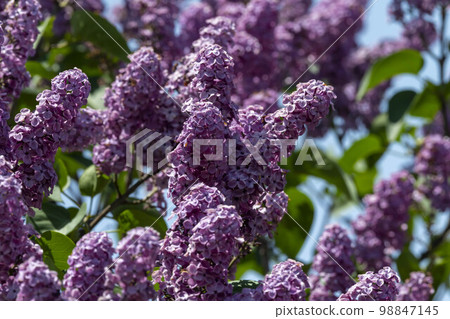 淡紫色的花 98847145