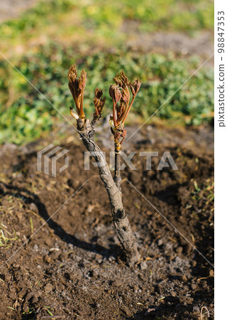 Budding tree peony in spring in the garden 98847353