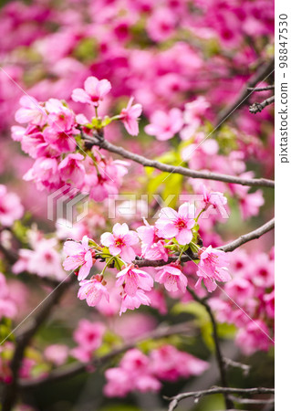 綻開的粉紅櫻花 98847530