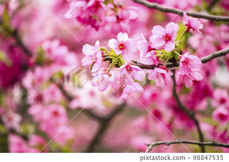 綻開的粉紅櫻花 98847535