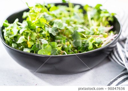 Freshly harvested radish microgreens in a bowl. 98847636