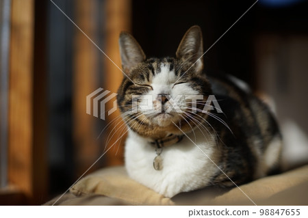 Pheasant cat dozing in the sun 98847655