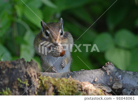 Ezoshimaris Ezoshimaris 98848061