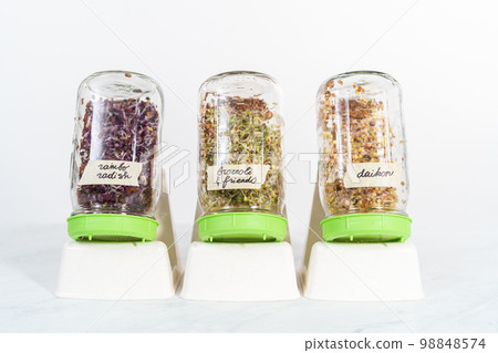 Day 5. Growing organic sprouts in a mason jar with sprouting lid on the kitchen counter. Day 5. Growing organic sprouts in a mason jar with sprouting lid on the kitchen counter. 98848574