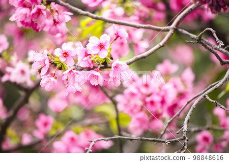 beautiful pink cherry blossoms beautiful pink cherry blossoms 98848616