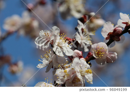 Macro close-up photography of white plum blossoms blooming under the clear blue sky in winter Macro close-up photography of white plum blossoms blooming under the clear blue sky in winter 98849199