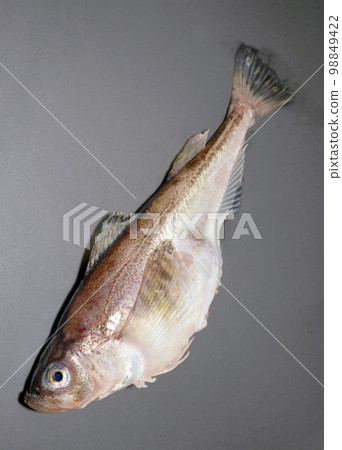 The body of sandfish mainly caught on the Sea of Japan side. Shot at an oblique angle over a gray background. 98849422