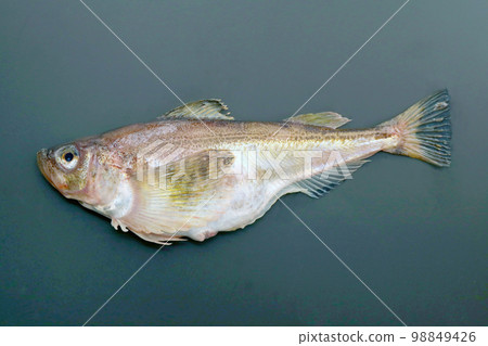 The body of sandfish mainly caught on the Sea of Japan side. Shot horizontally on a blue-black background. The body of sandfish mainly caught on the Sea of Japan side. Shot horizontally on a blue-black background. 98849426