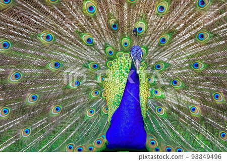 Beautiful blue male Peacock with feathers fanned out 98849496