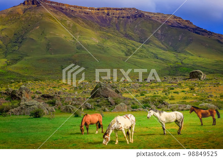 Stallion brown wild horses, mustang in the Patagonia steppe, Argentina Stallion brown wild horses, mustang in the Patagonia steppe, Argentina 98849525