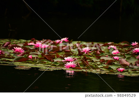 Suiren blooms in the pond 98849529