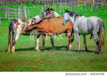 Stallion brown wild horses, mustang in the Patagonia steppe, Argentina 98849596