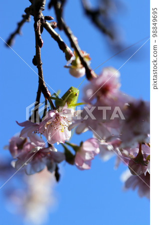 A small-flowered grasshopper eating flower buds and buds on a tall October cherry tree (insect macro close-up image) 98849695