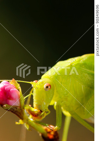 A close-up of the face of a false hawk moth eating the flower buds and buds of October cherry blossoms (insect macro close-up image) 98849696