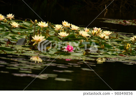 Suiren blooms in the pond 98849856
