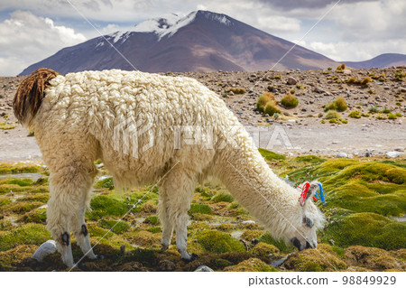 LLama alpaca in Bolivia altiplano near Chilean atacama border, South America 98849929