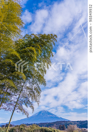 Bamboo forest and Mt. Fuji 98849932