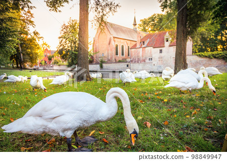 Public park and canal near monastery with swans and ducks, Bruges, Belgium Public park and canal near monastery with swans and ducks, Bruges, Belgium 98849947