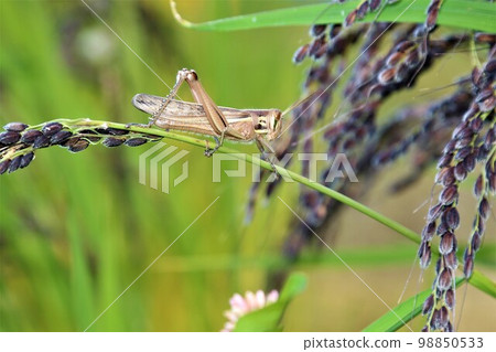 A grasshopper perched on a black ear of ancient rice growing on the rice terraces of Yuzu no Sato Moroyama Town. A grasshopper perched on a black ear of ancient rice growing on the rice terraces of Yuzu no Sato Moroyama Town. 98850533