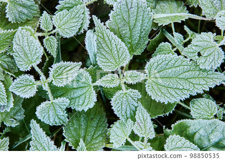 Stinging nettle leaves in hoarfrost after frost on an early autumn morning. Stinging nettle leaves in hoarfrost after frost on an early autumn morning. 98850535