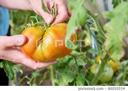 Gardener picked large orange tomato from bush in greenhouse. Gardener picked large orange tomato from bush in greenhouse. 98850554