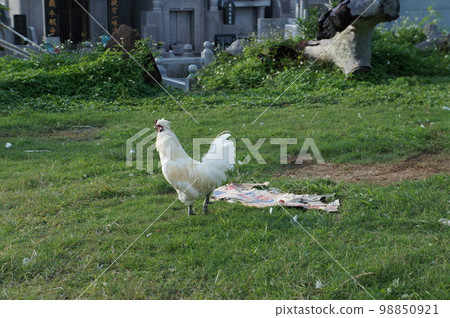 Crow bird chicken 98850921