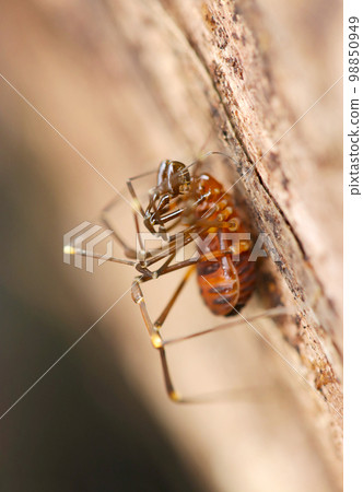 Japanese rhinoceros beetle climbing a dead tree (natural light + strobe, macro close-up photography) 98850949
