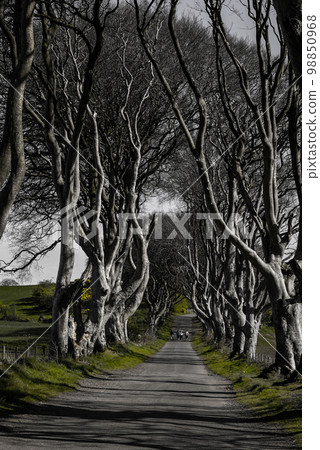 The Dark Hedges in Northern Ireland - amazing nature 98850968