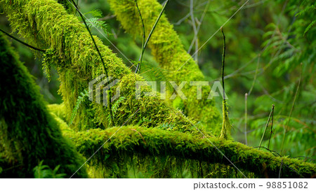 Beautiful trees full of moss in the rain forest Beautiful trees full of moss in the rain forest 98851082