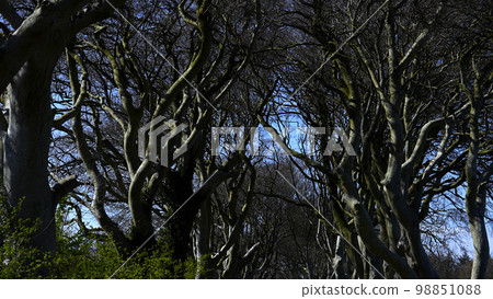 Famous Dark Hedges in Northern Ireland - travel photography Famous Dark Hedges in Northern Ireland - travel photography 98851088