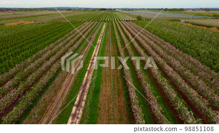 Apple tree fields in the marshlands of Altes Land Hamburg 98851108