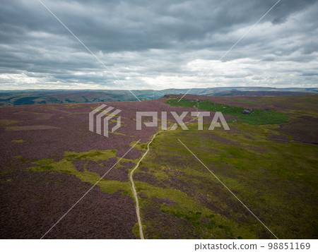 Wonderful heather fields in the Peak District National Park Wonderful heather fields in the Peak District National Park 98851169