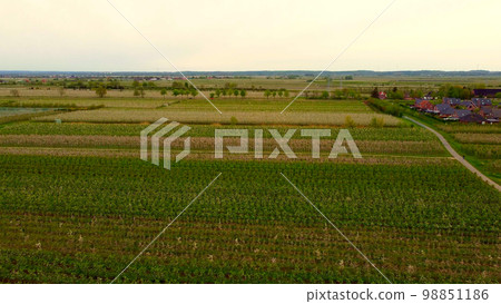Apple tree fields in the marshlands of Altes Land Hamburg Apple tree fields in the marshlands of Altes Land Hamburg 98851186