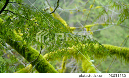 Amazing nature in the Canadian woods - wonderful green forest Amazing nature in the Canadian woods - wonderful green forest 98851280