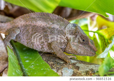 Short-horned chameleon, Calumma brevicorne, Reserve Peyrieras Madagascar Exotic, Madagascar wildlife Short-horned chameleon, Calumma brevicorne, Reserve Peyrieras Madagascar Exotic, Madagascar wildlife 98851516